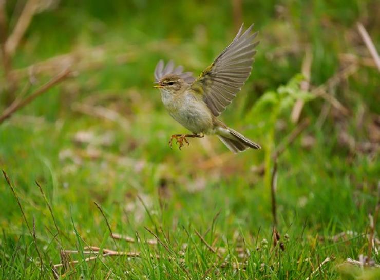 A Willow Warbler taking flight in lowland Wales.