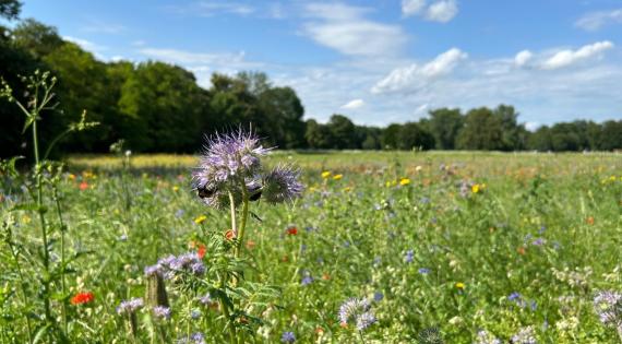 Thistle in wild flower meadow.