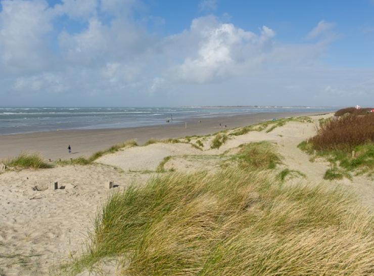 A beach at West Wittering on the Sussex coastline with dunes in the foreground.